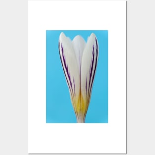 Crocus versicolor  &#39;Picturatus&#39; Posters and Art